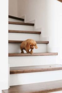 Stairs for Puppies