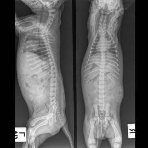 Tests and Diagnosis for DCM in Dogs