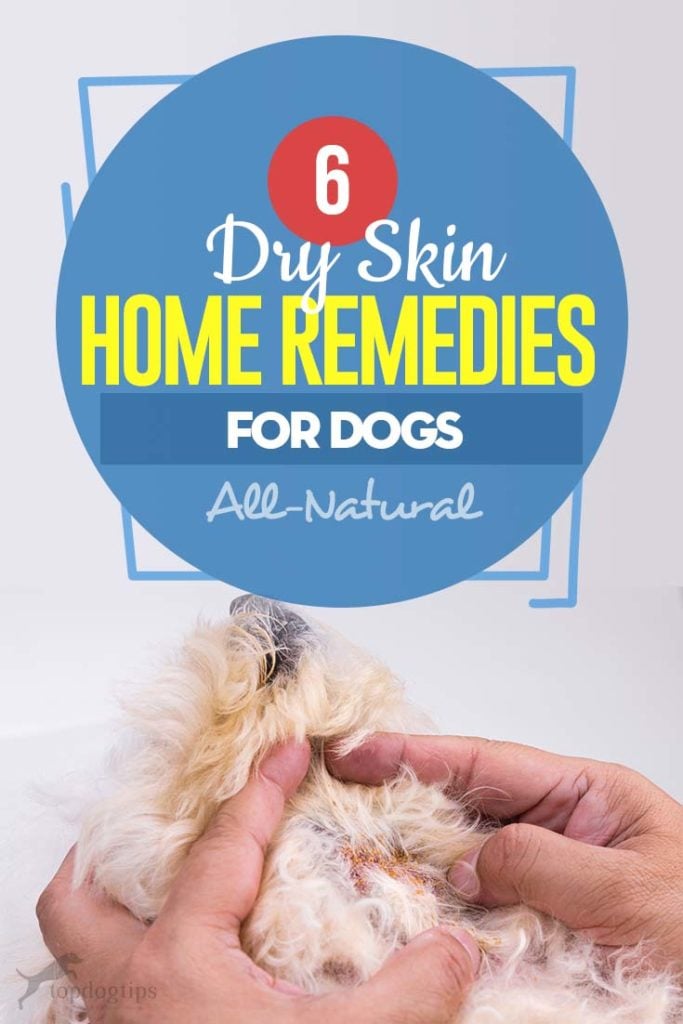 The 6 Dry Skin Home Remedies for Dogs