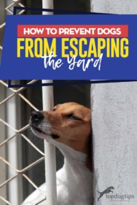 Tips on How to Prevent Dogs from Escaping the Yard