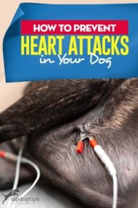 Tips on How to Prevent a Dog Heart Attack