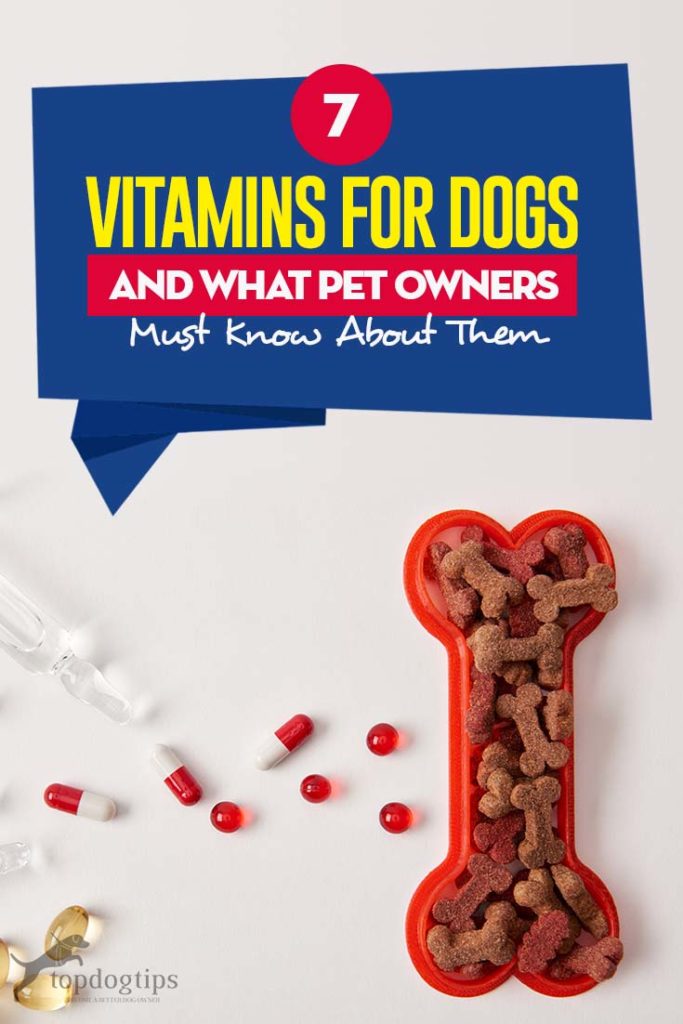 Top 7 Vitamins for Dogs That All Dog Owners Need to Know About