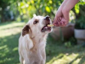 Use Food or Dog Treats