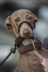 What Is a Safety Breakaway Dog Collar