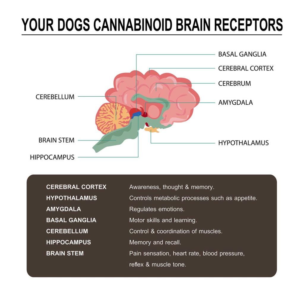 Your Dog's Cannabinoid Brain Receptors Illustration