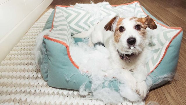 Puppy Chewing Bed