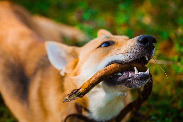 8 Items Dogs Choke On Most Often