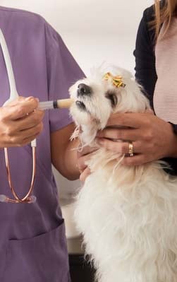 Before You Begin Syringe Feeding Your Dog