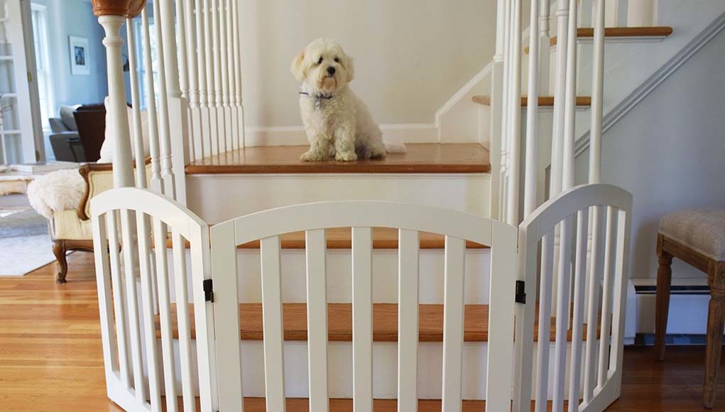 Best Dog Gates for Stairs