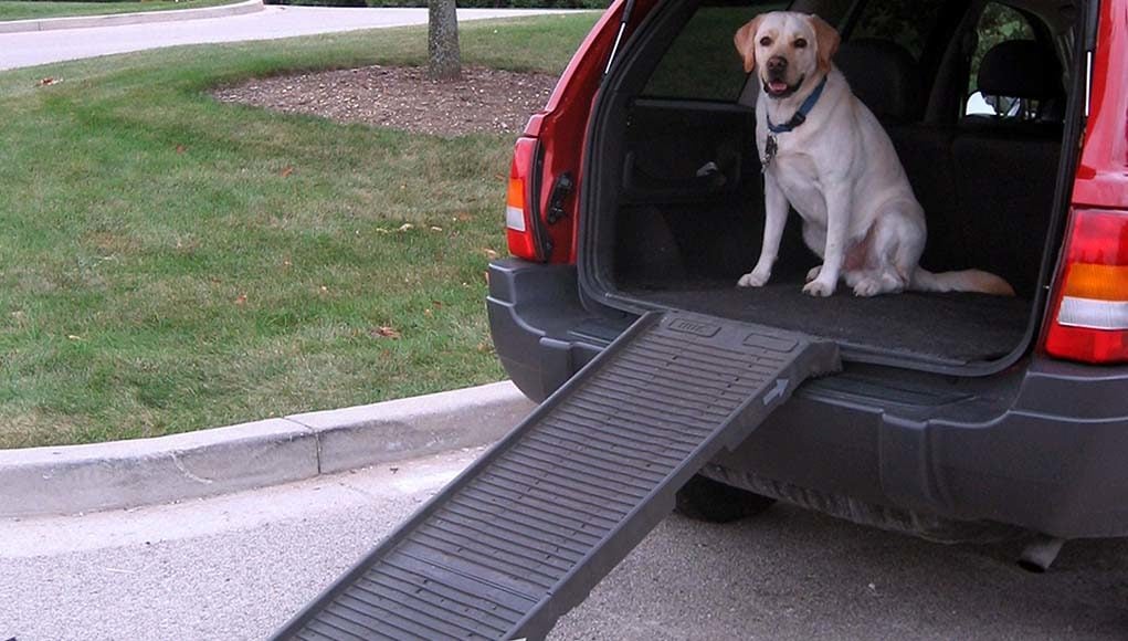 Best Dog Ramps for Cars