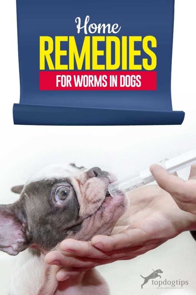 Best Home Remedies for Worms in Dogs