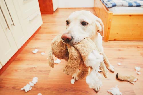 Dangers of kids toys for dogs