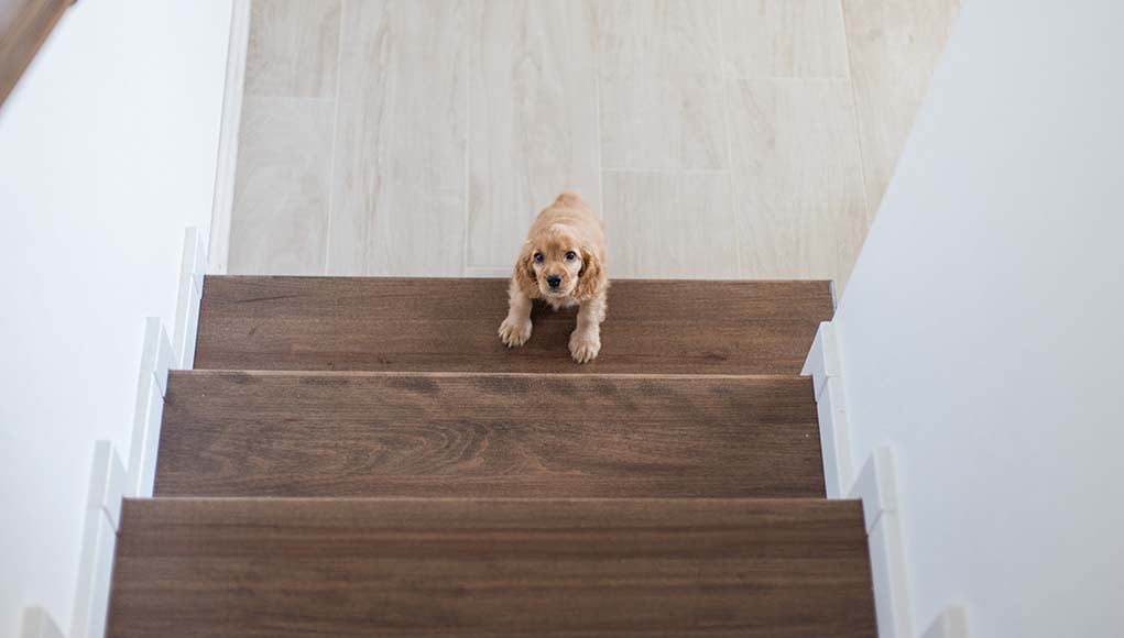 Dog Afraid of Stairs - Why and What To Do