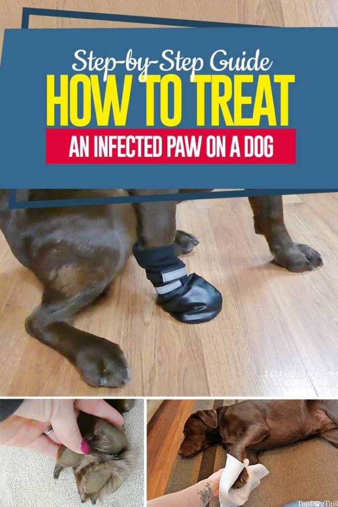 Guide on How to Treat an Infected Paw on a Dog