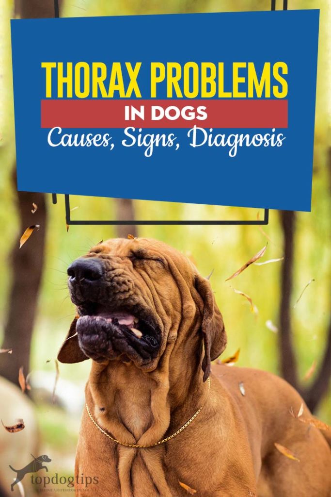 Guide on Thorax Problems in Dogs Causes, Signs, Diagnosis