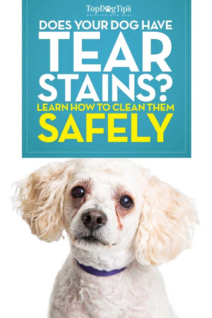 How to Remove Tear Stains on Dogs (Epiphora)