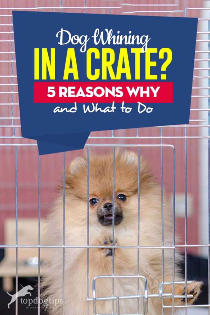 If Dog Whining in Crate - 5 Reasons Why and What to Do