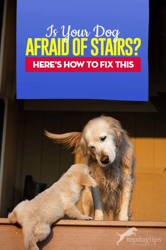 Is Your Dog Afraid of Stairs - Tips on How to Fix This in 3 Simple Steps