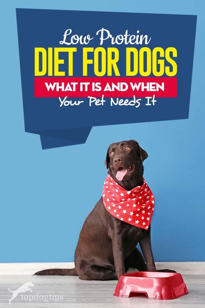 Low Protein Diet for Dogs Guide