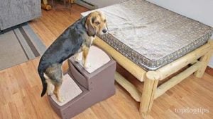 Pet Gear Dog Stairs Review