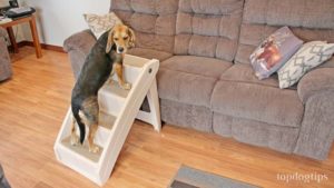 PetSafe Solvit PupSTEP Dog Stairs for Bed Review