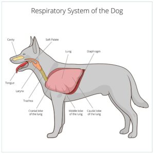 Respiratory system of the dog