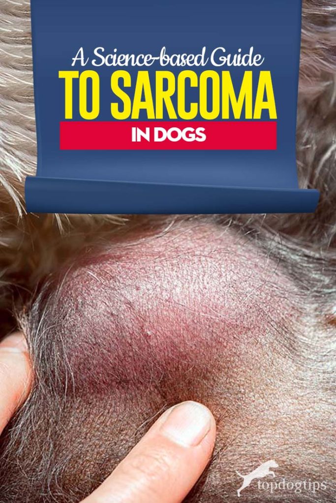 Science-based Guide to Sarcoma in Dogs