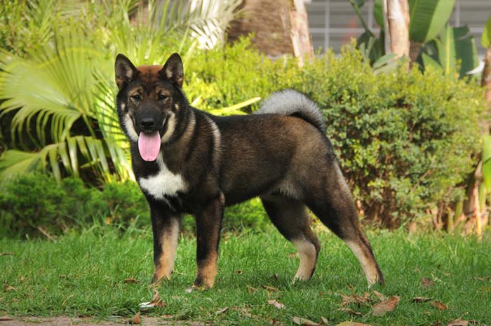 Shikoku wolfdog