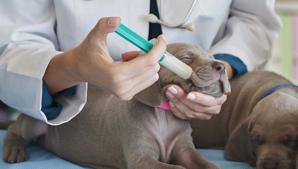 Syringe Feeding a Dog - Pros vs Cons (And How to Syringe Feed Your Pet)