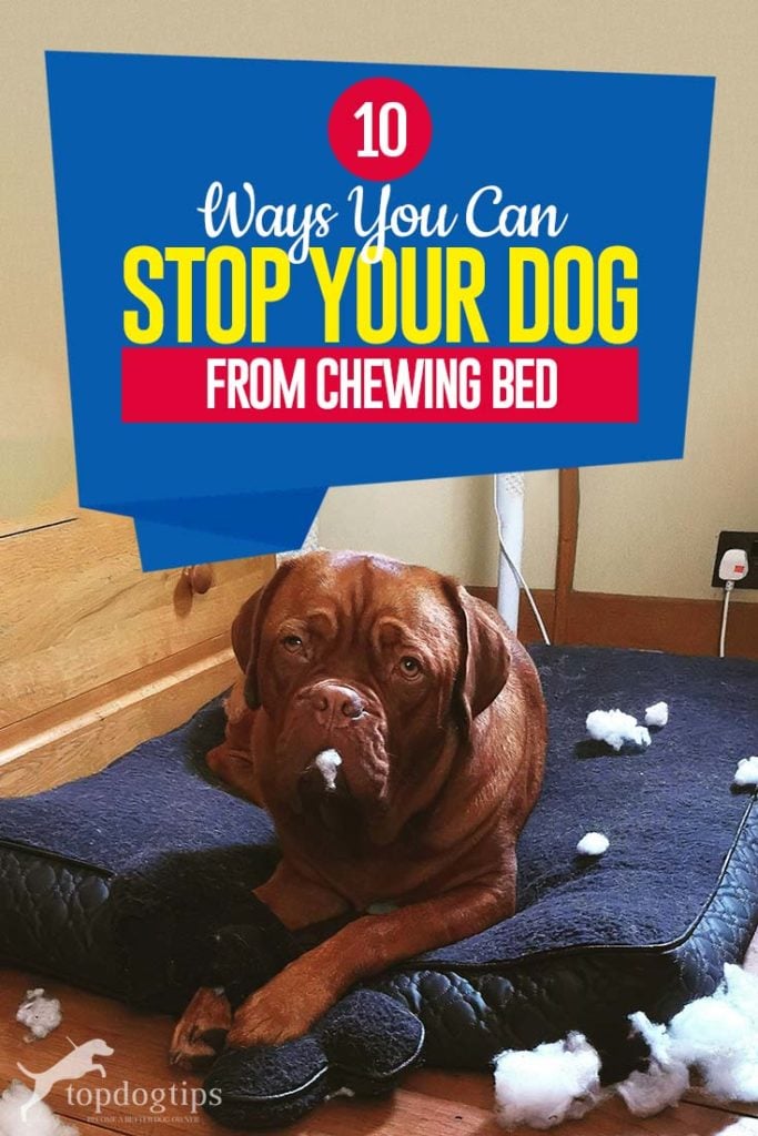 The 10 Ways to Stop Your Dog from Chewing Bed