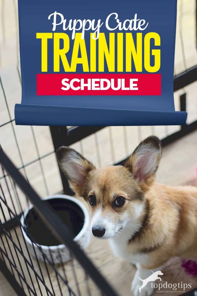 The Puppy Crate Training Schedule