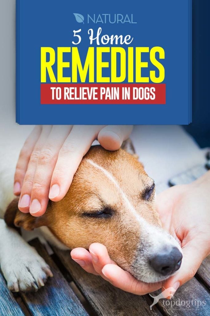 Top 5 Dog Pain Relief Home Remedies