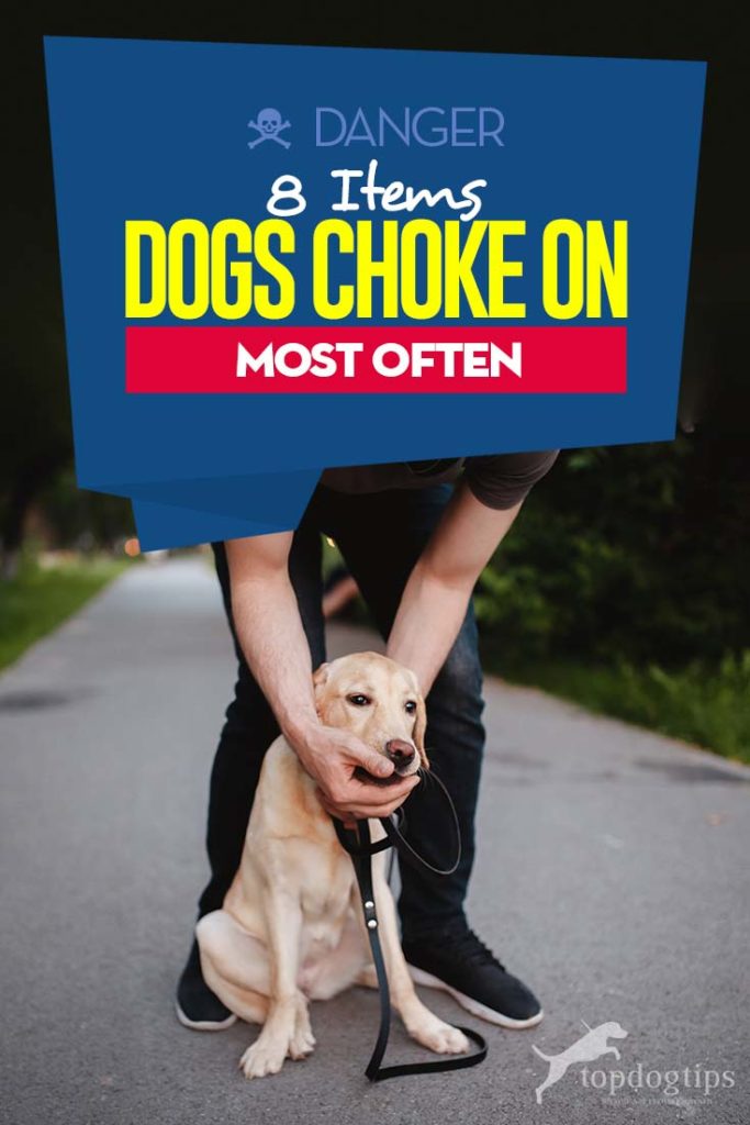 Top 8 Items Dogs Choke On Most Often