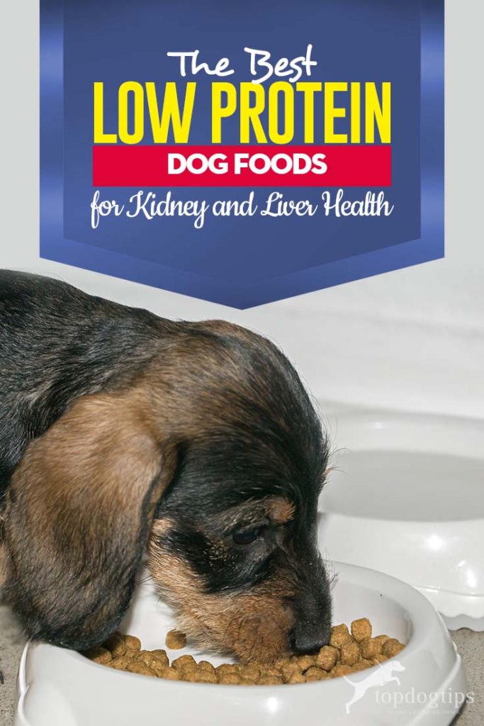 Top Rated Best Low Protein Dog Food for Kidney and Liver Health