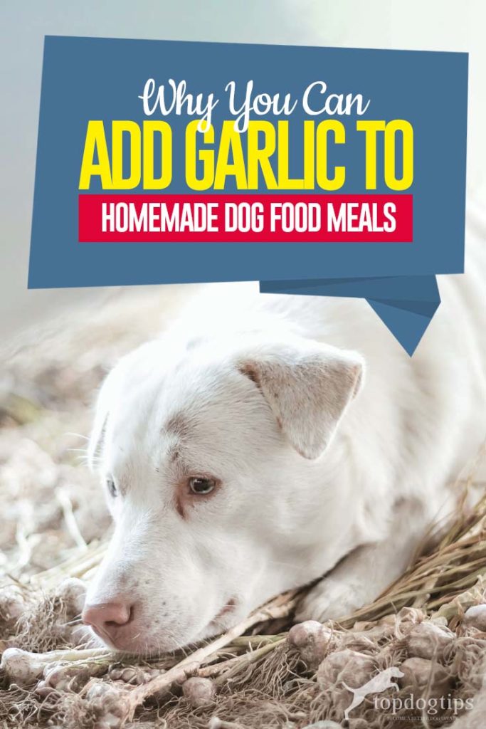 Why Add Garlic to Homemade Dog Food Recipes