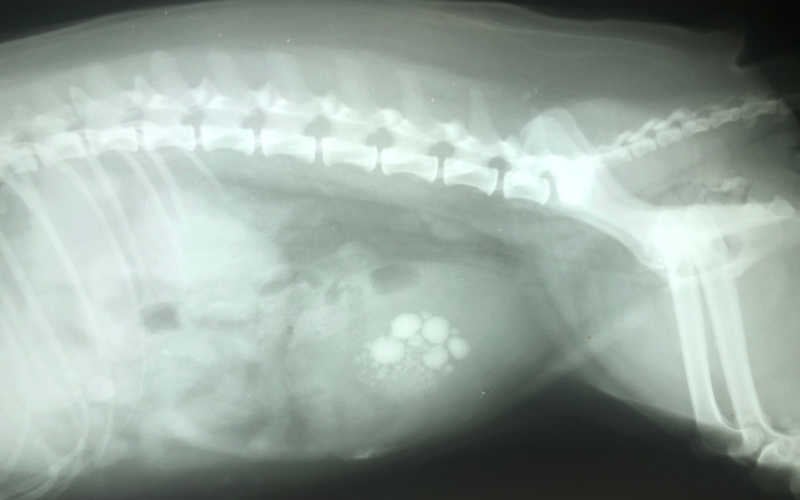 bladder stone in dog xray