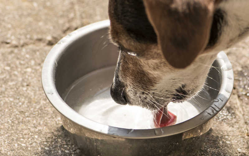 dog drinking the entire bowl of water