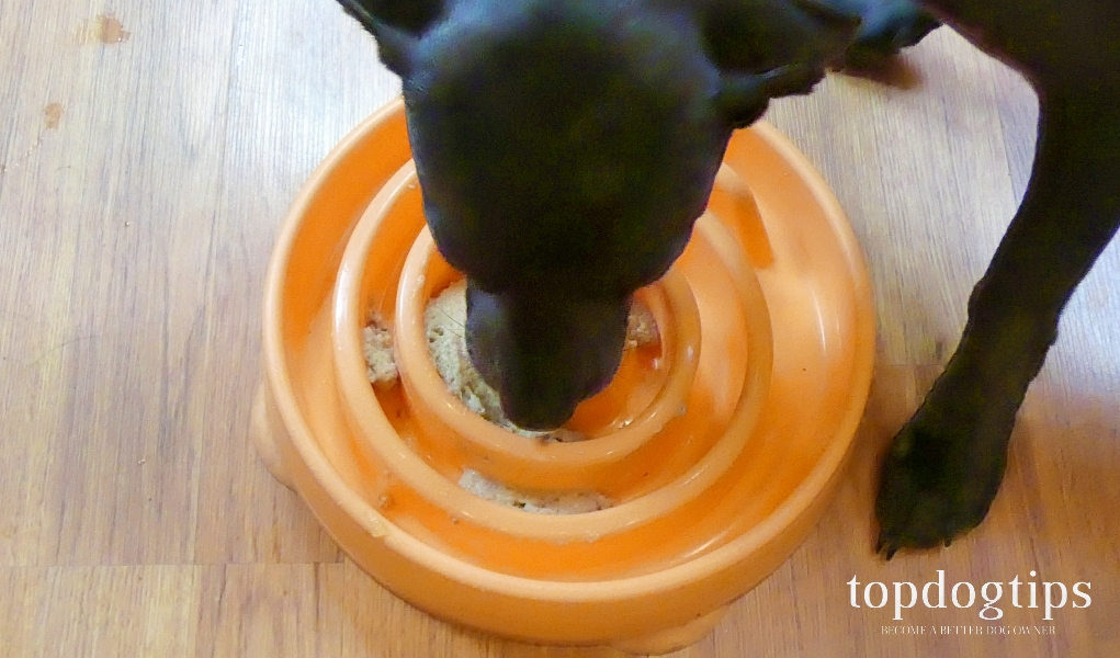 dog eating from bowl