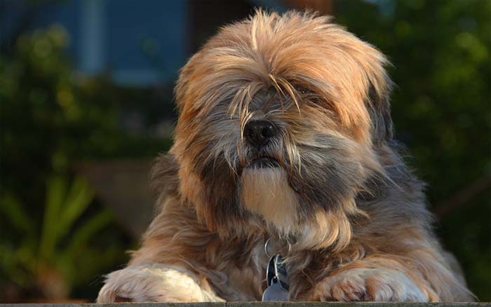 wolf dog Lhasa Apso