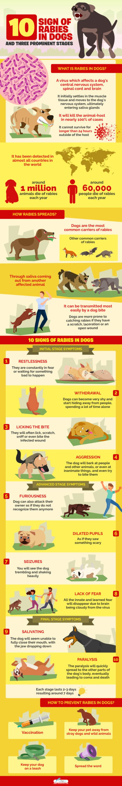 Signs of Rabies in Dogs 