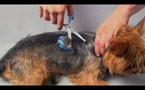 Tiny Trim Ball-tipped Small Pet Grooming Scissor by Scaredy Cut