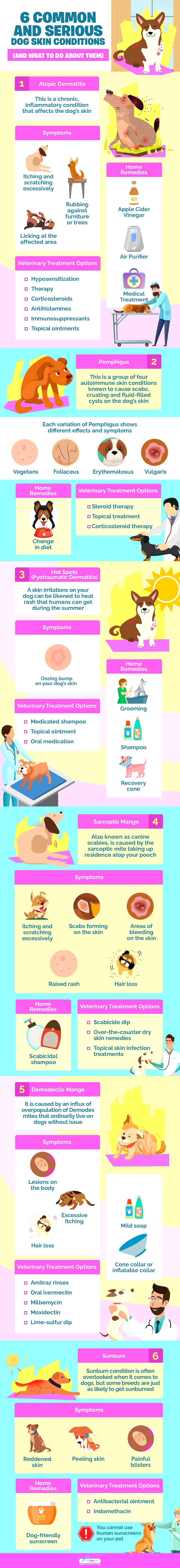 6 Common and Serious Dog Skin Conditions (And What to Do About Them)