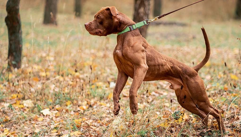 6 Dangers of Dogs Pulling on Leash (And What to Do)