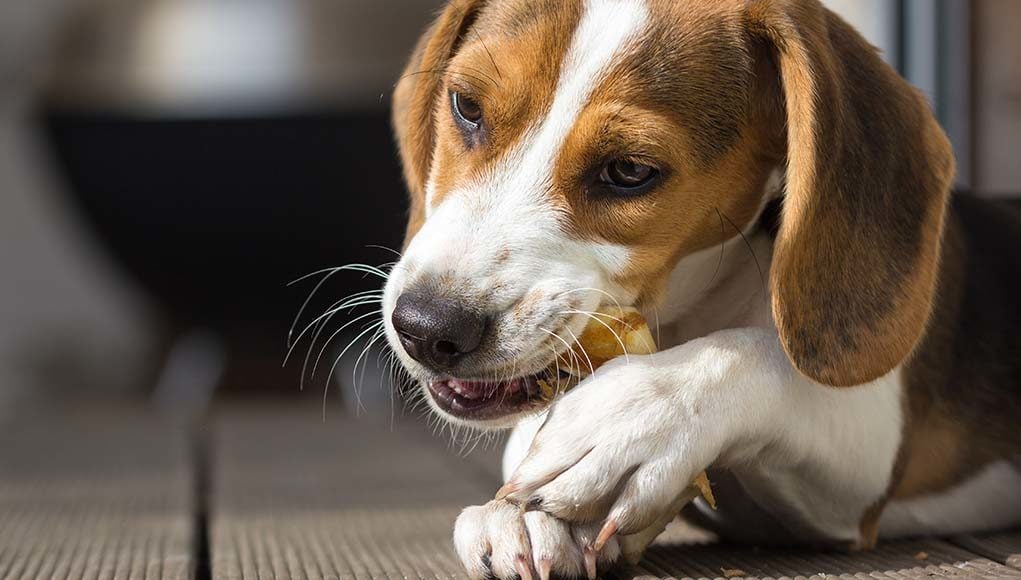 Chews Wisely - Dangers of Chew Toys and How to Prevent Them