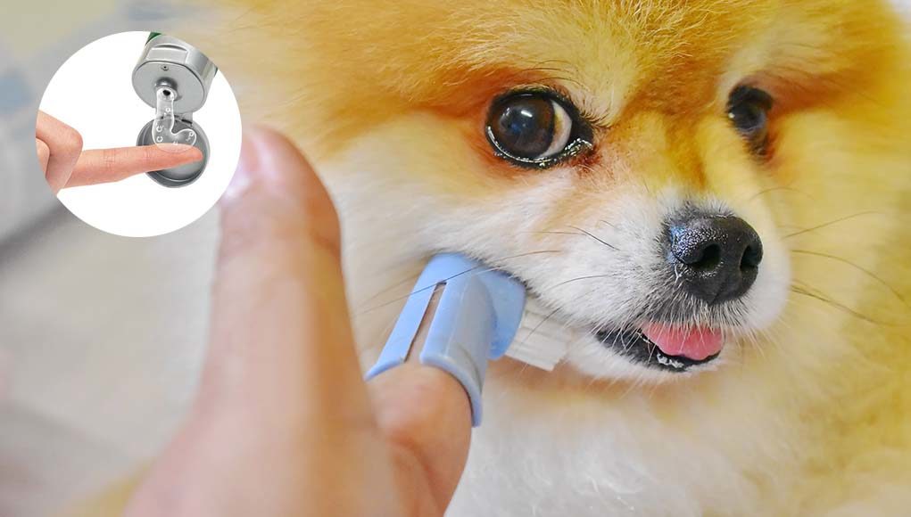 Dental Gels for Dogs - What Are They and How to Use Them