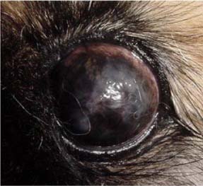 aFinal stage of dog dry eyes