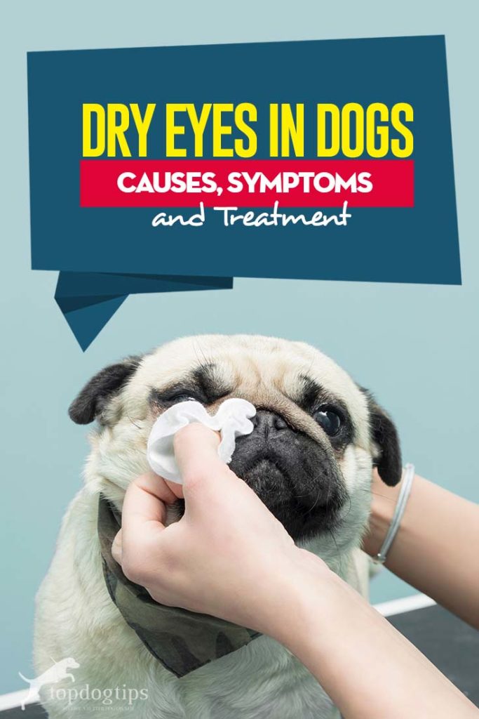 Guide on Dry Eyes in Dogs - Causes, Symptoms and Treatment