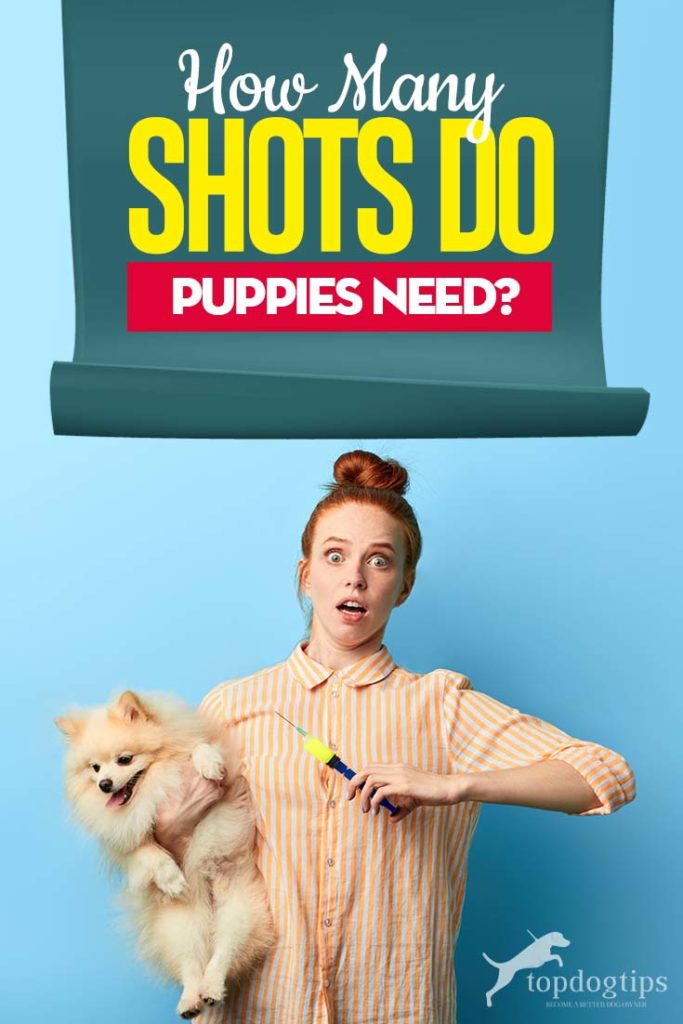 Guide on How Many Shots Do Puppies Need