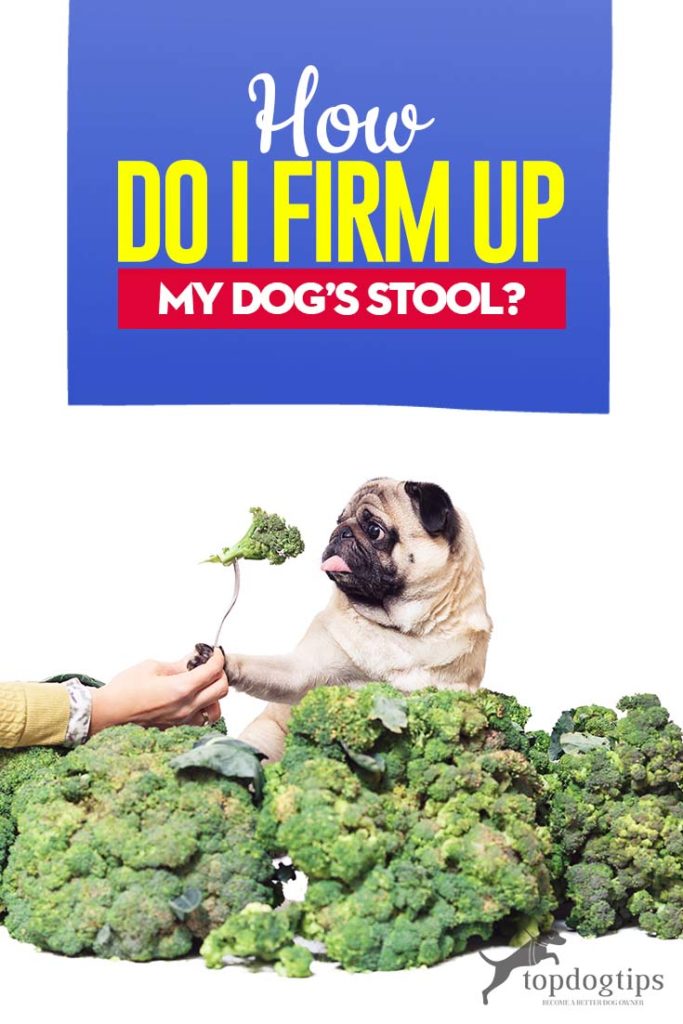 How Do I Firm Up My Dog's Stool Tips