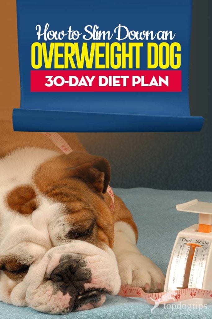 How to Slim Down an Overweight Dog (30-Day Diet Plan)